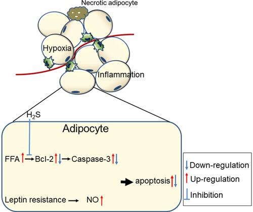 Figure 6 The mechanisms of adipocytes apoptosis in obese adipose tissue and the anti-apoptosis effect of H2S.