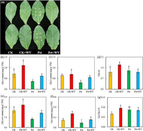 Figure 1. Effects of WV on phenotype (a), Chl a content (b), Chl b content (c), Chl a/b (d), Chl a + b content (e), Car content (f) and Car/Chl a + b (g) of tobacco leaves infected by Pst. Note: The data in the figure are from three biological repeats (n = 3), and represent means ± standard error (SE). Significant differences were expressed by different letters (P < 0.05).