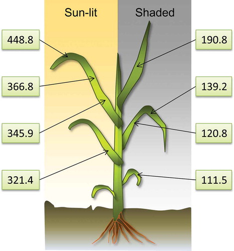 Figure 3. Values of gs (mmol m−2 s−1) observed in a winter wheat canopy in May 2014. A vertical trend of increasing gs towards the top layer of the canopy can be observed as well as strong differences between sunlit and shaded areas.