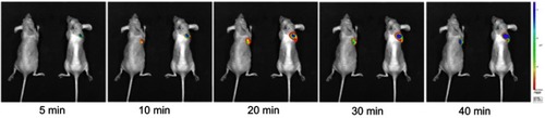 Figure 4 In vivo imaging of MCF7 baring mice using CaCO3 nanoprobe.