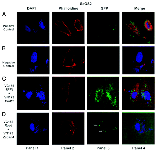 Figure 3. Confocal images of bimolecular fluorescence complementation (BiFC) results in SaOS2 cancer cells. BiFC analysis was performed in SaOS2 cancer cells as described in Figure 2 and reflects the same pattern observed for MCF7 cells. The interaction between Zscan4 and Rap1 (shown in panel 3 of Fig. 4D) occurs in SaOS2 cancer cell line as well. Cells were visualized using the same conditions as described in Figure 2.