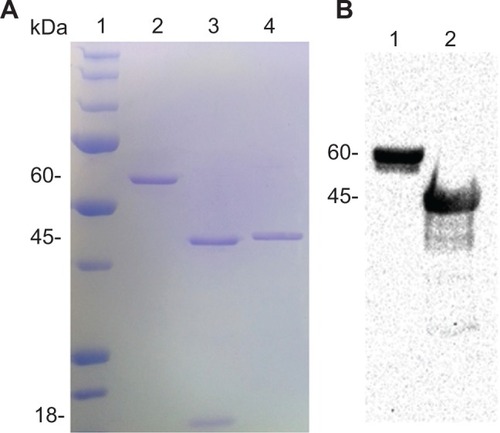 Figure 4 Proteolytic cleavage of small ubiquitin-like modifier (SUMO)-VP6 fusion proteins. (A) Sodium dodecyl sulfate polyacrylamide gel electrophoresis (SDS-PAGE) stained with Coomassie blue with purified SUMO-VP6 fusion protein before (lane 2) and after (lane 3) digestion by SUMO protease. After the protease digestion, the protein solution was passed through an Ni2+ resin column, and the flow-through was collected and analyzed by SDS-PAGE (lane 4). SUMO was retained in the Ni2+ resin because it contained an His6 tag. Molecular weight standards are shown on the left. (B) Western blot analysis of purified SUMO-VP6 and cleaved VP6 after protease digestion using anti-VP6-specific antiserum.Abbreviation: His, histidine.