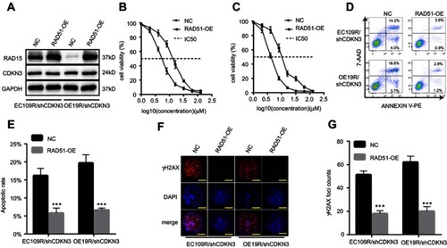 Figure 6 CDKN3-regulated cisplatin chemoresistance by RAD51. (A) The results of western blot analyses demonstrated the effective ectopic expression of Rad51 in EC109R/shCDKN3 cells and OE19R/shCDKN3 cells. (B–C) Cell viability of EC109R/shCDKN3 cells (B) and OE19R/shCDKN3 cells (C) with or without RAD51 ectopic expression. (D–E) Apoptosis rate of EC109R/shCDKN3 cells and OE19R/shCDKN3 cells with or without RAD51 overexpression (D) and quantitative results (E). (F–G) γH2AX foci counts of EC109R/shCDKN3 cells and OE19R/shCDKN3 cells with or without RAD51 overexpression (F) and quantitative results (G). Scale bar=5 μm. ***P<0.001.Abbreviations: NC, negative control; RAD51-OE, RAD51 overexpression; EC109R/shCDKN3, CDKN3 inhibited cisplatin-resistant EC109 cells; OE19R/shCDKN3, CDKN3 inhibited cisplatin-resistant OE19 cells; IC50, half maximal inhibitory concentration.