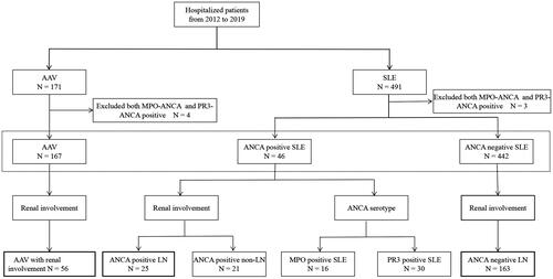 Figure 1. Flowchart of study participants note: ANCA: antineutrophil cytoplasmic antibody; SLE: systemic lupus erythematosus; AAV: ANCA-associated vasculitis; MPO: myeloperoxidase; PR3: proteinase 3.