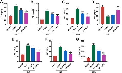 Figure 2. PCA mitigated the abnormal serum levels of liver enzymes and lipid profile in IR/D rats. (A–D) The serum lipid indexes including TC (A), TG (B), LDL (C), and HDL (D) in IR/D rats pretreated with PCA or not were examined by colorimetry assay. (E–G) In IR/D rats pretreated with PCA or not, the serum levels of liver enzymes, including AST (E), ALT (F), and ALP (G), were determined using ELISA. (***p < 0.001 vs. Control; ++p < 0.01, +++p < 0.001 vs. Vector; ∧p < 0.05, ∧∧p < 0.01 or ∧∧∧p < 0.001 vs. 15 mg/kg). (ELISA: Enzyme-linked Immunosorbent Assay, PCA: Protocatechuic Acid, IR/D: insulin resistance type 2 diabetic, TC: total cholesterol, TG: triglycerides, LDL: low density lipids, HDL: high density lipids, AST: aspartate aminotransferase, ALT: alanine aminotransferase, ALP: alkaline phosphatase).