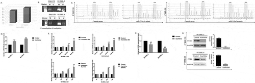 Figure 5. MiR-518a-5p is under the regulation of methylation in DLBCL cells. (a). Different methylation levels existed on the miR-518a-5p promoter region between DLBCL tissues and reactive lymphoid hyperplasia; (b). Methylation analysis of miR-518a-5p through MSP in SU-DHL-2 (upper) and SU-DHL-6 (lower) cells; (c). Methylation levels of two CpG sites on the miR-518a-5p promoter region were examined via pyrosequencing analysis in SU-DHL-2 (left) and SU-DHL-6 (right) cells; (d). Relative miR-518a-5p expression levels determined by Control/Azacitidine in SU-DHL-2 and SU-DHL-6 cells; (e). Different concentrations (0, 2, 4, 6 μmol/L) and times (0, 12, 24, 48 h) were applied to determine the effects of Azacitidine on miR-518a-5p expression in DLBCL cells; (f). The mRNA levels of CCR6 in SU-DHL-2 and SU-DHL-6 cells when treated with Azacitidine/Control; (g). Western blot analysis and densitometric analysis of CCR6 in SU-DHL-2 (upper) and SU-DHL-6 (lower) cells when treated with Azacitidine/Control. The data are shown as the means±standard deviation of three independent experiments. *P < 0.05 and **P < 0.01