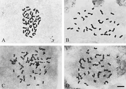 Figure 1 Metaphase chromosomes in three Miscanthus genotypes, staining with acetic orceine. (A) M. sinensis M07 (2n  =   2x  =   38). (B) M. sacchariflorus M115 (2n  =   2x  =   38). (C) M.   ×  giganteus (2n  =   3x  =   57   +   3B). (D) M  ×  giganteus 2n  =   46. B-chromosomes arrowed. Scale bar   =   5 μm.