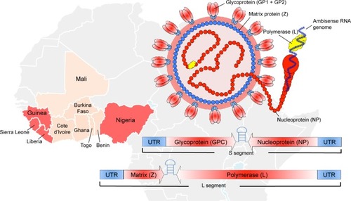 Figure 1 Lassa virus geographical distribution and virus structure.