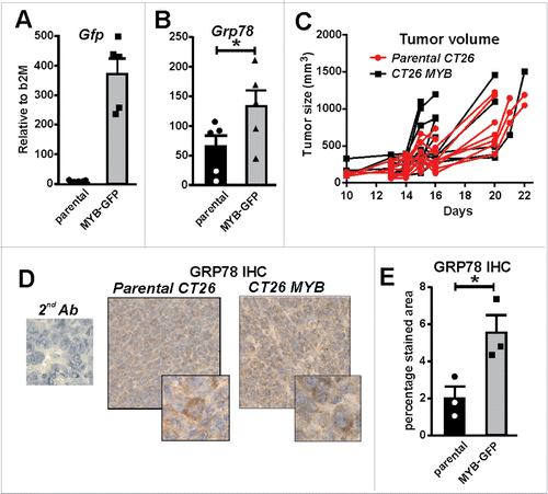 Figure 5. MYB overexpression increases GRP78. (A) Green fluorescent protein (Gfp) gene reporter expression in mouse CT26 CRC cells transduced with a MYB-expressing retrovirus is shown. (B) Induction of endogenous Grp78 mRNA expression in MYB-GFP-CT26 cells compared to parental cells. (C) Tumor formation kinetics (volume) in parental verses MYB-GFP-CT26 cells was determined. (D) IHC for GRP78 in parental verses MYB-GFP-CT26 including secondary antibody control (2nd Ab). (E) Percentage area of tumor expressing GR78 quantified by MetamorphR analyses is shown.