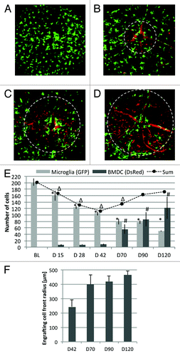 Figure 3. Representative images of the retina of one mouse followed over the 120-d experimental period. Green = native GFP+ microglia, Red = DsRed+ BMDCs. (A) Baseline taken prior to lethal irradiation and bone marrow transplantation. (B) Day 42, (C) day 70 and (D) day 90 after irradiation and bone marrow transplant. Field of view was 30° (approximately 800 µm). Loss of native, GFP+ microglia and influx of DsRed+ BMDCs was apparent. Dashed circles in panels B-D mark the size of the engrafting BMDC population. (E) Quantification of cell populations shows that the engraftment of BMDCs lags behind the loss of the native microglia even after 4 mo. The sum of both cell populations demonstrates relative depletion of hematopoietic cells in the retina. (Error bars are standard error. *, # and ∆ are statistical significance relative to baseline value for resident microglia, BMDC and total cells, respectively. T-test < 0.05) (F) Radius of the engrafting BMDC front measured from the optic nerve head. The population expands from the optic nerve with time.