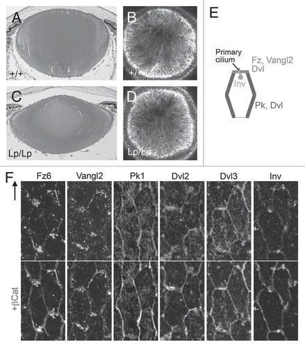 Figure 5 PCP proteins in the lens. (A–D) Disruption of lens fiber orientation in core PCP protein mutant. (A and C) Sagittal histological sections of P0 mouse eyes stained with hematoxylin and eosin. The Looptail homozygous (Lp/Lp) lens clearly has abnormal dimensions, being flatter and wider than the lens of the wild-type littermate (+/+). (B and D) After phalloidin staining, confocal microscopy from the anterior polar aspect shows that fibers in the wild-type lens exhibit regular parallel alignment and orientation so that they form a distinctive Y-shaped suture. In contrast, fibers in the Lp/Lp lens are not regularly aligned and lack the orientation required to form a normal Y-shaped suture. (E and F) PCP proteins are partitioned to cellular domains. At apical tips of OCF, Fz6 and Vangl2 are predominantly associated with the short side of each cell proximal to anterior pole. In contrast, Pk1 is predominantly localized to the long sides. Dvl2/Dvl3 tend to be localized to all sides of each cell, with some cells showing a little more intense reactivity associated with the short side proximal to anterior pole. In (F), β-catenin (light gray) demarcates cell margins and co-localizes with Pk1, Dvl2 and Dvl3. Inv localizes similarly to the primary cilium/centrosome (see pericentrin localization in Fig. 6). Arrow points to anterior pole. Adapted from Sugiyama et al.Citation2 See the online version of this article to view color figures.