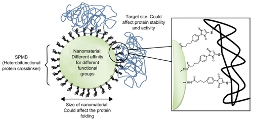 Figure 2 Protein–nanoparticle interactions: main factors that can affect proteins resulting in their denaturation. In this example, proteins are conjugated on amino functionalized nanoparticles using the cross-linker SPMB.