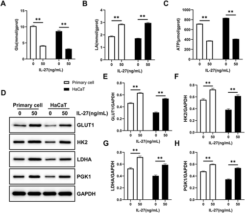 Figure 9 IL-27 strengthened Glycolysis in keratinocytes. (A–C) Glu (A), LA (B), and ATP (C) were detected by the biochemical test. (D–H) Glycolysis-related proteins including GLUT1 (D and E), HK2 (D and F), LDHA (D and G), and PGK1 (D and H) were detected by Western blot. Data represent mean ± standard deviation. n=3 for each group. Compared with the control group (0 ng/mL IL-27), **P<0.001.