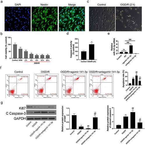 Figure 3. Administration of exogenous agomir-141-3p aggravated MCAO-mediated brain injury and apoptosis in vitro.