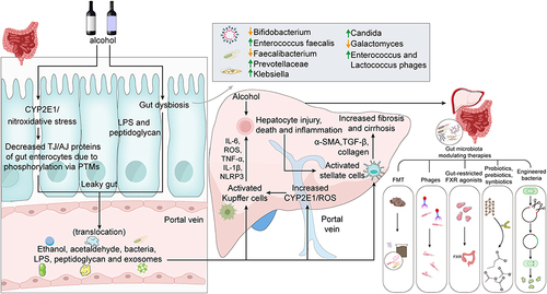 Figure 1 Pathogenesis and treatment of alcoholic liver disease. Alcohol consumption induces a weakened gut barrier and changes in the composition of the gut microbiota. The elevated CYP2E1 levels in the gastrointestinal tract after alcohol exposure lead to elevated levels of ROS and acetaldehyde, inducing intestinal inflammation and oxidative damage in the gut. The influx of harmful molecules such as the bacterial endotoxin LPS and peptidogly from gut dysbiosis can also induce inflammation and oxidative damage, further compromising the intestinal mucosal barrier. In this process, various oxidative stress-mediated post-translational modifications (PTMs) play an important role in the integrity of the barrier, eg, the presence of acetaldehyde will result in the sustained phosphorylation of several paracellular proteins (occludin and zona occludens-1), which can lead to intestinal leakage. Eventually, persistent oxidative stress, LPS infiltration and hepatocyte damage through the enterohepatic circulation will lead to hepatic stellate cell activation, hepatic fibrosis and hepatic cirrhosis.