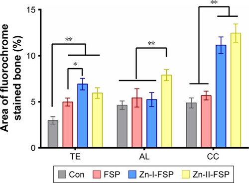 Figure 11 The area percent of fluorochrome stained bone in each group.Notes: The TE, AL, and CC indicated the rate of new bone formation at the 2, 4, and 6 weeks after the operation, respectively; *P<0.05, **P<0.01).Abbreviations: AL, alizarin red S; CC, calcein; Con, control group; FSP, friction stir processing; TE, tetracycline; Zn, zinc.