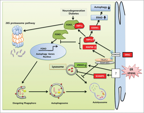 Figure 3. Schematic representation of the molecular mechanisms specifically involved in ER stress-regulated compromised autophagy. UPR components are implicated in the pathogenesis of various diseases associated with inadequate protein clearance. The ERN1 axes of the UPR diminish autophagy flux in several neurodegenerative and inflammatory muscle diseases. In HD and ALS, the endoribonuclease activity of ERN1 undermines autophagy by decreasing FOXO levels by trafficking it to the 26S proteasomal pathway for degradation. XBP1 depletion reduces EDEM1 expression and ERAD, which in turn induces autophagy by causing the accumulation of unfolded protein. MAPK8 knockdown enhances several autophagy genes in neurons by translocating FOXO to the nucleus. Following ERN1 activation, the association of TRAF2 and MAP3K5 in HD reduces autophagy flux by preventing autophagosome and lysosomal fusion. ER stress upregulates the expression of SCAMP5 and disrupts lysosomes, which in turn downregulate autophagy flux. ER stress blocks lysosomal pH-dependent autophagy flux by depleting the VMA21 level essential for V-ATPase-mediated proton entry into the lysosome.