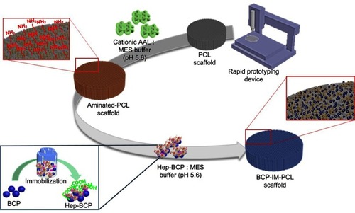 Figure 5 The 3D printing of a scaffold and its surface functionalization with active biological molecules to increase scaffold bioactivity: BCP conjugated with protein immobilized on a PCL 3D printed scaffold.Abbreviations: AAL, L-Alanine; BCP, biphasic calcium phosphate; Hep, heparin; IM, immobilized; MES, 2-(N-morpholino)ethanesulfonic acid; PCL, poly (∂>+-caprolactone).