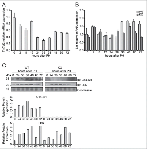 Figure 1. Expression of C14-SR and LBR during liver regeneration (A) Time course of Tm7sf2 mRNA expression in WT regenerating liver. The expression was normalized to mouse Gapdh. The amount of mRNA is expressed in relative fold of expression. Bars represent means ± SD (n = 3). (B) Lbr mRNA expression in regenerating liver in WT and Tm7sf2 KO mice. The expression was normalized to mouse Gapdh levels at each time point. The amount of mRNA is expressed in relative fold of expression. Bars represent means ± SD (n = 3). (C) Protein expression levels of C14-SR and LBR in regenerating livers from WT and Tm7sf2 KO mice, determined by Western Blotting (WB). Coomassie blue staining was used as loading control. Representative images are shown. Graphs represent the densitometric quantification of immunoblotting signal. Values are normalized to the level of histones staining with Coomassie Blue.