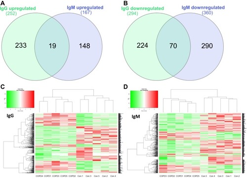 Figure 1 Differentially expressed autoantibodies (DEA) between patients with COPD patients with acute exacerbation and non-COPD smokers. Venn diagram summarizing numbers of autoantibodies of IgG and IgM classes with higher titers (upregulated) (A) or lower titers (downregulated) (B) in patients with COPD than in non-COPD smokers. Two-dimensional hierarchical clustering heat map of the microarray data showing levels of IgG (C) and IgM (D) autoantibodies differentially expressed between COPD patients and non-COPD smokers. Levels of autoantibodies are indicated on the color scale, where red indicates high levels of autoantibodies, and green indicates low levels of autoantibodies in AECOPD patients than in non-COPD smokers. Each column represents a single subject and each row represents a single autoantibody. The dendrogram to the left shows the clustering of individual autoantibodies with respect to their similarity in changes of expression. The similarity in autoantibody expression patterns among subjects regardless of the group is represented by the dendrogram on the top.