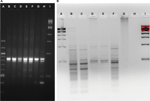 Figure 5 Community fingerprint during rinse experiment.Notes: (A) RISA pattern from physical rinse disruption experiment. A: 100 bp DNA ladder, B: pre-treatment fish skin microbiome sample, C: 5-hour recovery, D: 10-hour recovery, E: 24-hour recovery, F: 48-hour recovery, G: 4-day recovery, H: 7-day recovery, and I: 1 kb DNA ladder. (B) ERIC PCR pattern from physical rinse disruption experiment. A: 1 kb DNA ladder, B: pre-treatment fish skin microbiome sample, C: 10-hour recovery, D: 1-day recovery, E: 2-day recovery, F: 4-day recovery, G: 5-hour recovery, H: 7-day recovery, and I: 1 kb DNA ladder.Abbreviations: ERIC, enterobacterial repetitive intergenic consensus; RISA, ribosomal intergenic spacer analysis.