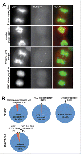 Figure 3. The rate of HAC missegregation in U2OS-Phoenix is comparable to endogenous chromosomes. (a) Images of U2OS-Phoenix cells at anaphase showing events of lagging chromosomes, chromosome bridges, and HAC missegregation. Unsynchronized cells were fixed and DAPI stained and data was collected using a fluorescent microscope. Size bars = 30 μm. (b) Pie graphs showing percentage of U2OS-Phoenix cells with either lagging chromosomes and bridges, HAC missegregation, multipolar spindles or micronuclei. (1 23 events in 417 anaphases;2 1 event in 341 anaphases;3 2 events in 417 anaphases;4 69 (1) and 14 (≥ 2) in 1395 interphases counted). No HACS were observed in micronuclei.