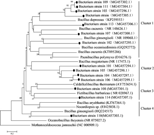 Figure 1. Phylogenetic tree of cultured Azotobacter based on 16S rDNA.