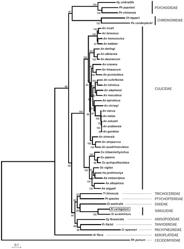 Figure 1. A maximum likelihood phylogenetic tree of the mitochondrial genomes Simulium variegatum (shown boxed) and forty six further Nematocera taxon sequences retrieved from GenBank. Sequence alignments were conducted using ClustalW and the tree constructed using PhyML with 100 bootstrap replicates using the GTR + I + G model of substitution. An alignment of 14114 characters was used for the analysis incorporating the following sequences: Aedes aegypti EU352212; Aedes albopictus AY072044; Aedes notoscriptus KM676218; Anopheles albitarsis HQ335344; Anopheles arabiensis KT382816; Anopheles atroparvus KT382817; Anopheles bellator KU551287; Anopheles christyi KT382818; Anopheles coluzzii KT382819; Anopheles cracens JX219733; Anopheles cruzii KJ701506; Anopheles culicifacies KT382820; Anopheles darlingi GQ918272; Anopheles deaneorum HQ335347; Anopheles epiroticus KT382821; Anopheles gambiae str. PEST G3 L20934; Anopheles hinesorum JX219734; Anopheles homunculus KU551283; Anopheles laneanus KU551288; Anopheles maculatus KT382822; Anopheles melas KT382823; Anopheles merus KT382824; Anopheles minimus KT382825; Anopheles punctulatus KT382826; Anopheles quadrimaculatus L04272; Anopheles sinensis KT218684; Anopheles stephensi KT382827; Arachnocampa flava JN861748; Chironomus tepperi JN861749; Cramptonomyia spenceri JN861747; Culex pipiens pipiens HQ724614; Culex quinquefasciatus GU188856; Culex tritaeniorhynchus KT852976; Dixella aestivalis KT878382; Haemagogus janthinomys KT372555; Nyssomyia umbratilis KP702938; Ochlerotatus vigilax KP721463; Phlebotomus chinensis KR349297; Phlebotomus papatasi KR349298; Polypedilum vanderplanki KT251040; Protoplasa fitchii JN861746; Ptychoptera species JN861744; Rhopalomyia pomum GQ387649; Simulium aureohirtum KP793690; Sylvicola fenestralis JN861752; Trichocera bimacula JN861750.