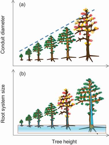 Figure 4. Different views on intra-specific relationships between tree size (total height) and vulnerability to drought-induced dieback and mortality (represented as trees with red, yellow and shedding leaves): (a) according to hydraulic and allometry relationships (dashed line) between tree height and conduit diameter, the tallest trees are those more prone to dying; however (b) large trees can also store more water (higher hydraulic capacitance) and develop large root systems reaching deep soil water than mid-size trees leading to higher damage in in the latter. Modified from Camarero (Citation2020)