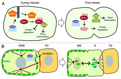 Figure 3. (A) Model for the role of CDK-1 in OMA-1 degradation during oocyte-to-embryo transition. CDK-1 functions together with conserved protein kinases, for example, MBK-2, to promote the timely destruction of zinc-finger protein OMA-1 during the first mitosis. Removal of OMA-1 allows the protein degradation machinery to downregulate the levels of various cell fate determinants for asymmetric inheritance and release of sequestered TAF-4, a component crucial for the assembly of the transcription factor-II D (TFIID) and the RNA polymerase II complex in zygotic gene expression. CDK-1 also functions during the progression through meiosis to phosphorylate and activate MBK-2, which is sequestered on the cortex by EGG-3/4/5, until anaphase-promoting complex degrades EGG-4/5 and releases MBK-2 to cytoplasm. Upon release from the cortex, MBK-2 phosphorylates OMA-1 and starts the sequential phosphorylation events; however, the destruction of OMA-1 is delayed until the first mitosis when CDK-1 is again activated. (B) Model for CDK-1 function in regulating asymmetric cell division of EMS cell. CDK-1 phosphorylation of WRM-1 together with modifications induced by Wnt signaling releases WRM-1, an inhibitor of spindle rotation, from the posterior cortex of EMS, thereby exposing a polarity cue (red solid line) that captures one of the astral microtubules (brown arrow) and rotates the mitotic spindle in alignment with the anterior–posterior axis of embryo. Wnt signal and Src signal reinforce the capturing and/or pulling of astral microtubule. Modified WRM-1 (for example by phosphorylation) released from the posterior cortex of EMS accumulates preferentially in the posterior nascent nucleus and drives the endodermal fate.