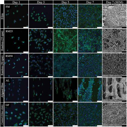 Figure 9. L929 fibroblast strained with phalloidin (green) and DAPI (blue) at 1, 3, 5 and 7 days of culture and L929 fibroblast SEM micrograph at 7 days culture on 50% 3HV in PHBV film (FM), random fibre at 25 rpm (RM25), random fibre at 50 rpm (RM50) and aligned fibre at 150 rpm (AL) in different fabrication conditions (scale bar = 50 µm).