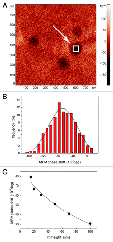 Figure 4. Example of the quantitative analysis of MFM images of magnetoferritin. In a MFM image (A), the phase values corresponding to the center of a molecule are analyzed to obtain the MFM phase shift (B). For each molecule, the value of the MFM phase shift is plotted as a function of the lift height (C): the experimental data (symbols) are fitted using the model in Eq. (5) (solid line).