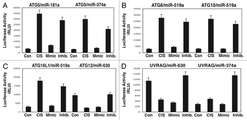 Figure 4 The 3′-UTR sequences for the target autophagic mRNA bound to specific miRNAs upon cisplatin exposure. ΔNp63α-wt cells were transfected with the LightSwitch_3UTR vectors for the specific 3′-UTR sequences as indicated ((A) Atg5/miR-181a and Atg5/miR-374a; (B) Atg6/miR-519a and Atg10/miR-519a; (C) Atg16L/miR-519a and Atg12/miR-630, (D) Uvrag/miR-630 and Uvrag/miR-374a. Cells were also transfected with mock (scrambled) miRNA, and specific miRNA mimics and inhibitors for 36 h. Cells were treated with control medium without cisplatin (Con) or medium with 10 µg/ml cisplatin (CIS) for additional 12 h and then tested for the RenSP Renilla luciferase reporter activity. Measurements (in triplicate) for the luciferase activity (RLU).