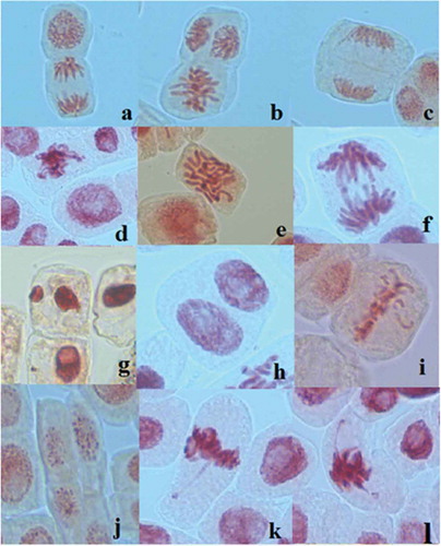 Figure 3. Chromosomal aberrations and nuclear anomalies observed in the root meristematic cells of A. cepa L. incubated in ethanol extracts from larvae and adults of L. decemlineata (Say): (a) prophase and anaphase (ethanol 200 ml l−1); (b) metaphase (ethanol 200 ml l−1); (c) telophase (ethanol 200 ml l−1); (d) sticky chromosomes (control 100 ml l−1); (e) C-mitosis (EAL 200 ml l−1); (f) anaphase bridge (ethanol 200 ml l−1); (g) micronucleus (ELL100 ml l−1); (h) binucleated cell (EAL 300 ml l−1); (i) vagrant chromosomes (ethanol 200 ml l−1); (j) apoptotic bodies (ethanol 200 ml l−1); (k, l) despiralization of the distal part of the chromosome arms (ethanol 100 ml l−1).