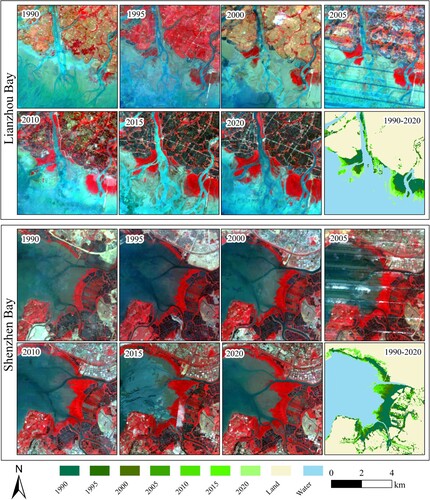 Figure 6. Evolution of the increasing mangrove forests toward the sea during 1990–2020 (Landsat5/7: Band432; Landsat8: Band543)