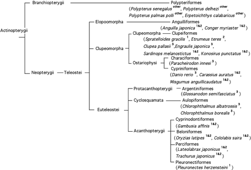 Figure 9.  Phylogenetic tree of the fish investigated in this report, showing the chiasmic pattern for each species. The decussation pattern in the optic chiasm is indicated by a superscript (1, 2, and 3 indicate types 1, 2, and 3 chiasm respectively; 1 & 2 indicates a mixture of types 1 and 2, occurring in equal frequency).