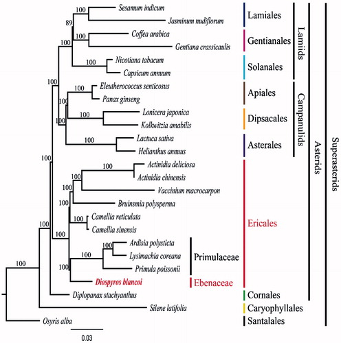 Figure 1. Maximum-likelihood (ML) tree based on 79 protein-coding and 4r rRNA genes from 25 plstomes as determined by RAxML(−ln L = −413544.670182). The numbers at each node indicate the ML bootstrap values. Genbank accession numbers of taxa are shown below, Actinidia chinensis (NC_026690), A. deliciosa (NC_026691), Ardisia polysticta (NC_021121), Bruinsmia polysperma (NC_030180), Camellia reticulata (NC_024663), C. sinensis (NC_020019), Capsicum annuum (NC_018552), Coffea arabica (NC_008535), D. blancoi (NC_022408), Diplopanax stachyanthus (NC_029750), Eleutherococcus senticosus (NC_016430), Gentiana crassicaulis (NC_027442), Helianthus annuus (NC_007977), Jasminum nudiflorum (NC_008407), Kolkwitzia amabilis (NC_029874), Lactuca sativa (NC_007578), Lonicera japonica (NC_026839), Lysimachia coreana (NC_026197), Nicotiana tabacum (NC_001879), Osyris alba (NC_027960), Panax ginseng (NC_006290), Primula poissonii (NC_024543), Sesamum indicum (NC_016433), Silene latifolia (NC_016730), and Vaccinium macrocarpon (NC_019616).