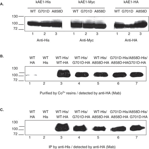 Figure 1.  (A) Western blot analysis of wild-type and mutant kAE1 proteins, tagged with 6xHis or Myc or HA, expressed in HEK 293T cells, (B) affinity co-purification, and (C) co-immunoprecipitation of wild-type and mutant kAE1 proteins in HEK 293T cells. HEK 293T cells transfected or co-transfected with the plasmid constructs expressing kAE1-His and kAE1-HA were lysed and 6xHis-tagged oligomers were purified by Co2+ resin or immunoprecipitated (IP) by mouse anti-His antibody followed by Protein G-sepharose. The bound protein was eluted by 2× Laemmli buffer and detected by Western blot analysis using rabbit anti-HA antibody. Lanes 1–2 are individually expressed kAE1 WT-HA and kAE1 WT-His, respectively. Lanes 3–5 are kAE1 WT-His co-expressed with kAE1 WT-HA, kAE1 G701D-HA, and kAE1 A858D-HA, respectively. Lane 6 is kAE1 G701D-His co-expressed with kAE1 A858D-HA. Lane 7 is kE1 A858D-His co-expressed with kAE1 G701D-HA. The results show that kAE1 WT-His could interact with either kAE1 WT-HA, kAE1 G701D-HA, or kAE1 A858D-HA. In addition, kAE1 G701D-His could interact with kAE1 A858D-HA, and kAE1 A858D-His could interact with kAE1 G701D-HA.