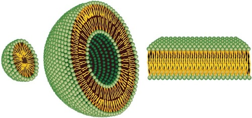 Figure 1 Representation of the steric organization of a micelle (left), a liposome (center), and a lipid bilayer (right). Whereas liposomes are composed of a lipid bilayer, micelles are constructed of one lipid layer in which the apolar section turns inward and the polar heads interact with the environment. These two different organizations mean that the space enclosed in the micelles is much more limited to that available in liposomes.Note: Adapted from Bitounis D, Fanciullino R, Iliadis A, Ciccolini J. Optimizing druggability through liposomal formulations: new approaches to an old concept. ISRN Pharm. 2012;2012:738432.Citation14