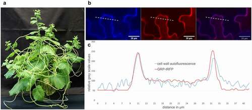 Figure 1. Cuscutareflexaand the localization of CrGRP. (a)C.reflexa growing on the susceptible host plant Nicotiana benthamiana (b) CrGRP-tagRFP was transiently overexpressed in N.benthamiana. RFP was excited at 561 nm and lignin auto fluorescence of the cell wall was excited at 405 nm with Zeiss confocal laser scanning microscope (LSM880, Carl Zeiss Microscopy GmbH, Carl-Zeiss-Promenade 10, 07745 Jena, Germany). Shown is the fluorescence in single channels (left + middle) and as overlay (right). (c) Overlay of GRP-tRFP fluorescence (red line) and cell wall autofluorescence (blue line) corresponding to dotted line in (b); fluorescence intensity is given in relative gray scale values; x-axis indicates distance in µm