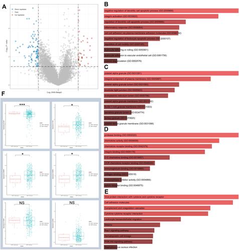 Figure 7 Functional enrichment analysis of DZIP1 wild-type and mutant genes. (A) Volcano map of differentially expressed genes (DEGs) across the DZIP1 wild-type and mutant cohorts. Red dots represent upregulated genes, and blue dots represent downregulated genes. The abscissa indicates variations in gene expression between different samples (log2 fold change), and the ordinate indicates the significance of the differences (−log10 padj). (B–E) Functional enrichment analysis of genes upregulated in the DZIP1 wild-type and mutant cohorts. (B) Biological Processes (BP), (C) Cellular Components (CC), (D) Molecular Functions (MF), (E) Kyoto Encyclopedia of Genes and Genomes (KEGG). (F) Relationship between the expression of the DZIP1 wild-type and mutant genes and that of six EMT-related factors. Red lines represent a positive correlation and blue lines represent a negative correlation. *P < 0.05, ***P < 0.001.