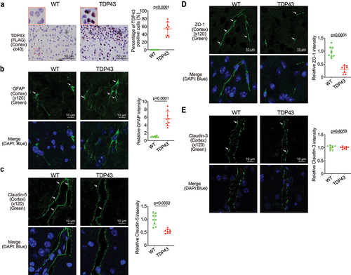 Figure 3. Increased human mutant TDP43 and GFAP protein expression while decreased ZO-1 and Claudin-5 protein expression in the brains of TDP43 mutant mice compared with the age-matched WT mice.