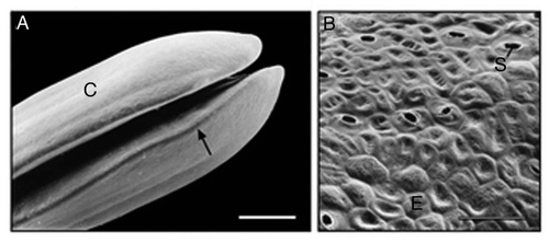 Figure 3 Representative scanning electron micrographs of the cotyledons (A) and epidermal cells (B) of 3-day-old sunflower seedlings that were grown in darkness. The peripheral cells (B) were photographed in the area indicated by the arrow (A). C, cotyledons; E, epidermal cells; S, open stomatum with open pore. Bars = 1 mm (A), 50 µm (B).