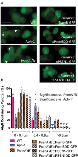Figure 4. Dictyostelium mutants lacking γ-secretase component orthologs show aberrant size and localisation of GFP-Atg8. Visualization of GFP-Atg8 localisation in wild type cells, PsenA−/B− and Aph-1− and PsenA−/B− cells following rescue by the proteolytic and non-proteolytic Dictyostelium psenB or the equivalent human PSEN1 proteins (PsenB-GFP and PsenBDD-GFP or PSEN1-GFP and or PSEN1DD-GFP) respectively. (a) Wild-type cells show multiple small and distributed GFP-Atg8-containing autophagosomes, whereas a single large punctum is seen in a proportion of PsenA−/B− and Aph-1− cells, that is no longer observed when cells are rescued following expression of Dictyostelium psenB orhuman PSEN1 (proteolytically active or inactive). Scale bar: 10μ m. (b) Quantification of the size of GFP-Atg8 -containing autophagosomes shows an increase in the absence of a functional γ-secretase complex, and this is restored by both Dictyostelium and human presenilin proteins (both proteolytically active and inactive). Data are derived from triplicate experiments measuring approximately 50 cells per experiment. ‘+’ compares to Aph-1−, ‘*’compares to PsenA−/B−, where * or + is P < 0.05, ** or ++ is P < 0.01, *** or +++ is P < 0.05.