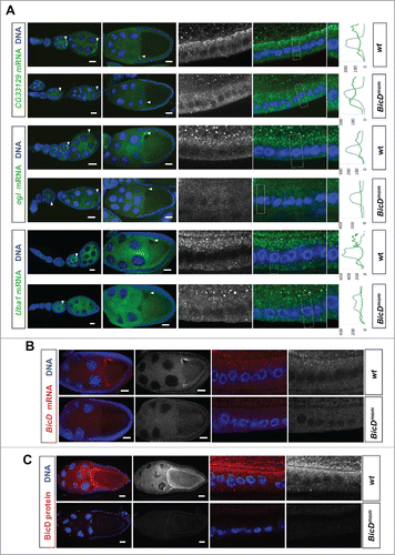 Figure 5. BicD is needed for apical mRNA localization in follicle cells. 6.5% of the mRNA tested show apical localization in follicle cells. This mRNAs class is enriched 8-fold among the Egl::GFP targets compared to a random set (6.5% vs 0.8%Citation11) (A) In situ hybridization to wild-type (OreR, wt) controls and to egg chambers 4 d after turning off BicD expression (BicDmom). Oocyte enrichment (arrows) as well as apical follicle cell localization of CG33129, egl and Uba1 was impaired when BicD was off. High magnification of the stage 10 follicle cell epithelium is shown in the right panels. Note that apical is toward the oocyte (up in the magnified pictures). Scale bars are 20 µm. Uba1 apical enrichment is weaker and less cortical, but still requires BicD. Histograms depicted on the right side of the pictures show the fluorescence intensity along the apical-basal axis of the marked cortical region around the nuclear layer (dotted square). This region is also shown magnified on the right side of the micrographs. (B) BicD mRNA expression (red) is drastically reduced in stage 9–10 BicDmom egg chambers in the germline and also in the somatic follicle cells (high power pictures on the right). Note that BicD mRNA is also apically localized as expected since it is also a target of Egl. (C) BicD protein (red) is also apically enriched in wild-type follicle cells, but is almost undetectable in BicDmom egg chambers, oocytes and follicle cells. Hoechst (blue) visualizes the DNA. Scale bars are 20 µm.