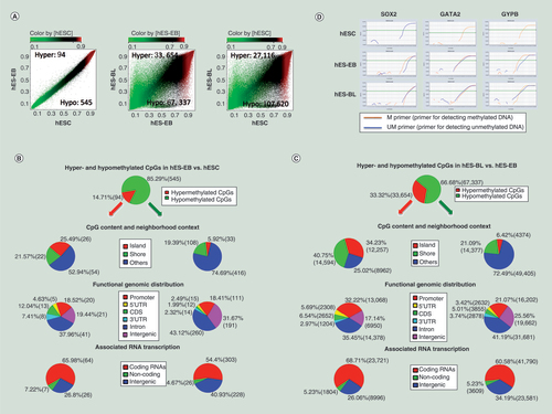 Figure 1. DNA methylation profiling at CpG sites during erythropoiesis from human embryonic stem cells. (A) Scatter plots comparing averaged beta-values from DNA methylation microarrays for 450,000 CpG sites in three cell types. Hyper-CpGs and hypo-CpGs were shown in the upper-left and lower-right areas, respectively. Differentially methylated CpG sites were filtered based on a Diff-score = ±13 (equal to p = 0.05) in hES-EBs (n = 3) versus human embryonic stem cells (hESCs) (n = 3), a Diff-score = ± 20 (equal to p = 0.01) in hES-BLs (n = 4) versus hES-EBs, or a Diff-score = ±30 (equal to p = 0.001) in hES-BLs versus hESCs. (B) DNA methylation portrait in hES-EBs versus hESCs. The following key features were depicted: percentage of hypermethylation (red) or hypomethylation (green), the CpG content and neighborhood context, the distribution of hyper-CpGs or hypo-CpGs according to the functional genome distribution and the associated RNA transcription (Bonferroni corrected one-sided Fisher’s exact p < 0.01). (C) DNA methylation portrait in hES-BLs versus hES-EBs. (D) Amplification plot of real-time MSP for SOX2, GATA2 and GYPB genes were performed in three cell samples. △Ct ≥5 represents a high level of methylated/unmethylated differentiation. Products were obtained primers only, suggesting that CpG sites in the promoter are hypermethylated, conversely, if only UM primers get their products represents the CpG sites in the promoter are unmethylated. If PCR was successful with both of primer for detecting methylated DNA (M) and primer for detecting unmethylated DNA (UM), the CpG sites are methylated partially.