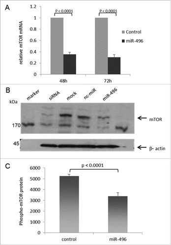 Figure 4. Ectopic miR-496 reduces the endogenous mTOR mRNA and protein levels in human HeLa-K cells. (A) mTOR mRNA expression in HeLa-K cells at 48 h and 72 h after transfection with control microRNA or miR-496, determined by qRT-PCR. Error bars present SEM of 5 experiments. (B) mTOR protein expression in HeLa K cells at 48 h after mock-transfection or transfection with mTOR siRNA, control microRNA (nc-miR) or miR-496. Fifteen micrograms of total cell lysates from transfected HeLa K cells were subjected to immuno-protein gel blotting with goat polyclonal anti- human mTOR antibody AF15381 (1:1000), recognizing the 290 kDa mTOR protein. ß-actin served as loading control. (C) phospho-mTOR protein levels are reduced in miR-496 transfected HeLa-K cells. phospho-mTOR protein quantities were determined by ELISA in total cell lysates of HeLa-K cells, and are expressed as pg/ml per mg total protein. Error bars denote SEM (n = 10).