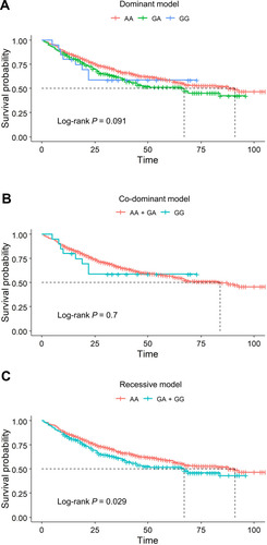 Figure 2 Kaplan–Meier survival curves of IKBKB rs2272736 for overall survival in GC. (A) IKBKB rs2272736 did not show the relevance for the overall survival in the codominant model. (B) IKBKB rs2272736 did not show the relevance for the overall survival in the dominant model. (C) AA genotype of IKBKB rs2272736 associated with better overall survival in the recessive model.