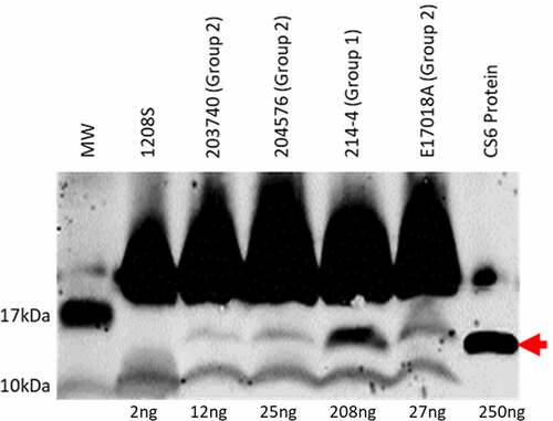 Figure 1. Western blot analysis of four different CS6+ ETEC strains. Expression of CS6 was determined by western blot analysis of whole cell lysates. Strains 203740, 204576, and E17018A were categorized as Group 2 ETEC strains and share the same CS6 operon structure. 214–4 was categorized as Group 1 and is distinct in sequence from Group 2 strains. Protein (CS6) amounts were quantified by densitometric analysis based on the single CS6 purified protein standard (lane 7) and the negative control 1208S (lane 2) which is an attenuated Shigella flexneri strain