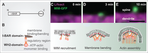 Figure 1. The role of MIM during dendritic filopodia initiation. (A) MIM domain structure. (B) A schematic representation of an MIM monomer, which dimerizes via its I-BAR domain. The central region contains polyproline stretches and sites that are modified post-translationally. The C-terminus contains an ATP-actin binding WH2 domain. (C-E) The upper panel displays time frames of initiating dendritic filopodia and below is a schematic summary of each stage according to our findings.Citation3 (C) phosphoinositide-dependent recruitment of MIM results in its site-specific oligomerization and (D) outward membrane bending. (E) The subsequent elongation of the protrusion requires Arp2/3-mediated actin assembly. Scale bar 0.5 μm.